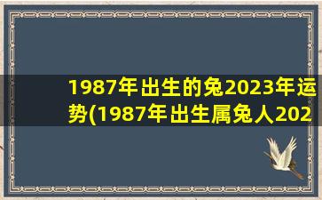 1987年出生的兔2023年运势(1987年出生属兔人2023年运势及运程)