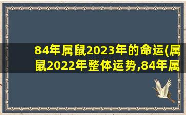 84年属鼠2023年的命运(属鼠2022年整体运势,84年属鼠的人2023年的运势及运程)